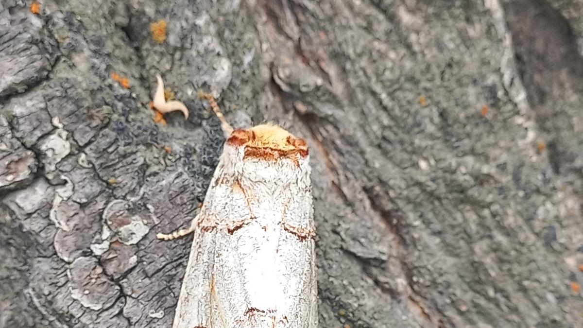 New invasive moth threatens Ladakh’s farm-based economy