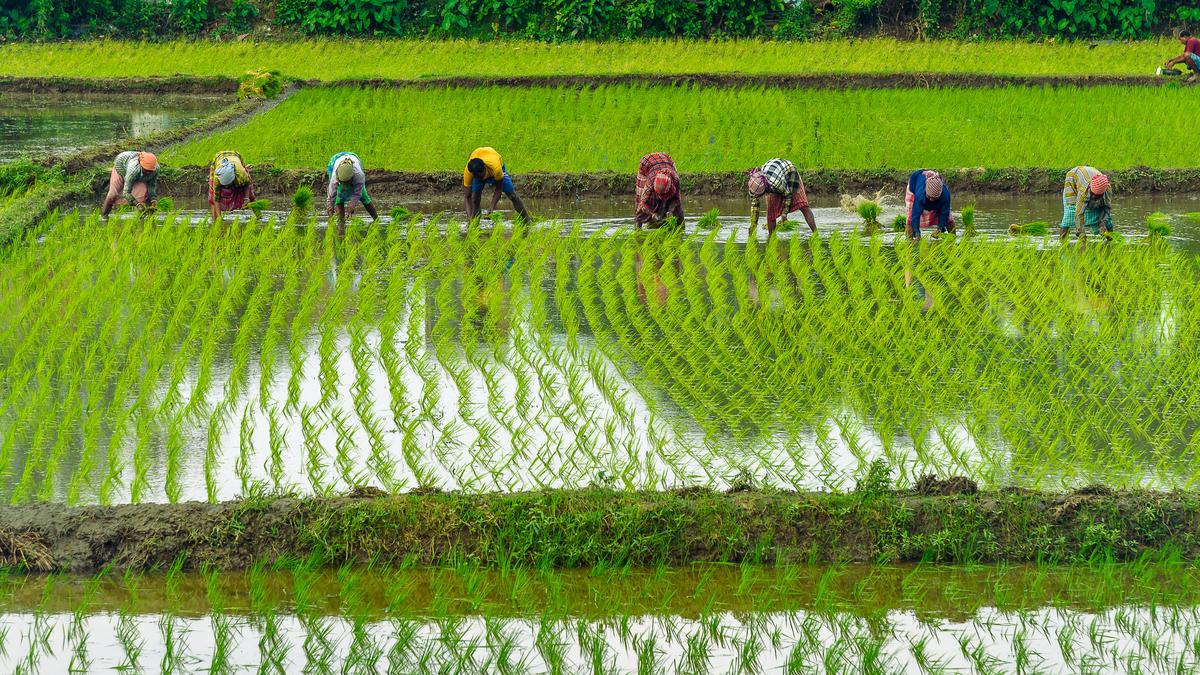 Samyukt Kisan Morcha warns against natural farming, asks Centre to ensure adequate fertilisers