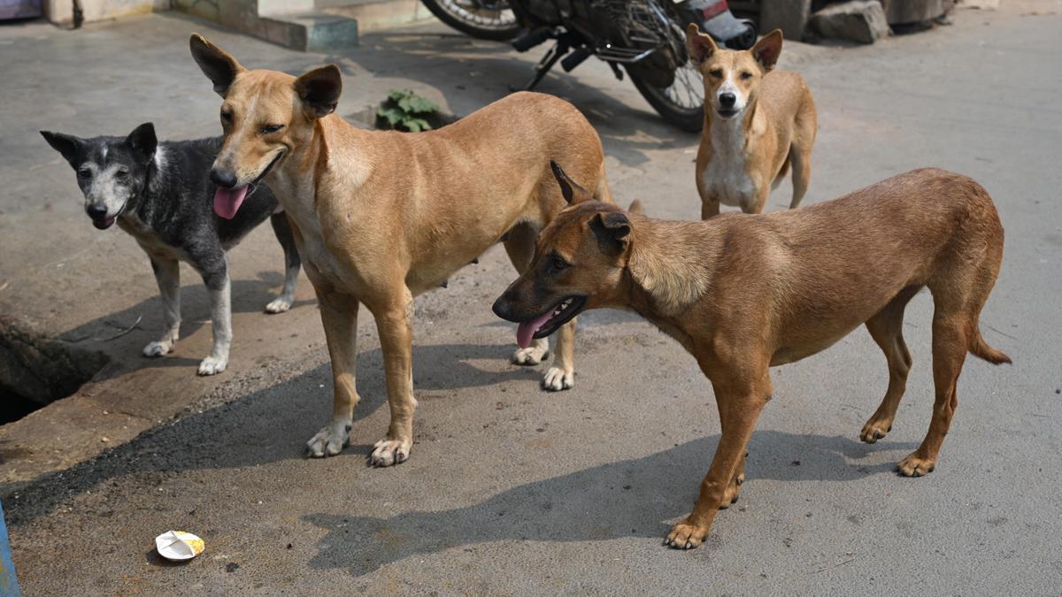 Madras High Court takes up suo motu case to protect people from stray dogs in Tamil Nadu, Puducherry