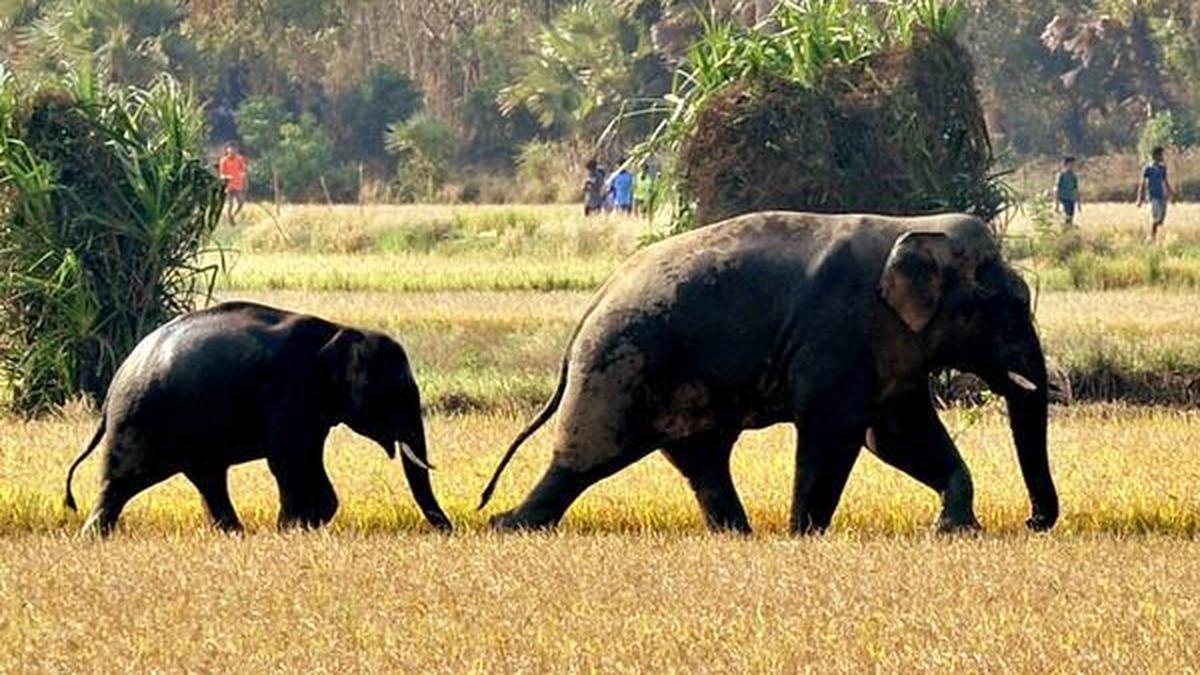 3 injured in two suspected elephant attacks in Kerala’s Palakkad