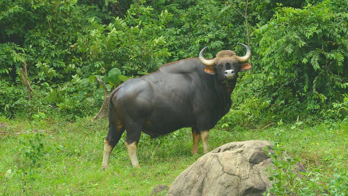 Gaur kills 68-year-old at Kulathupuzha in Kerala