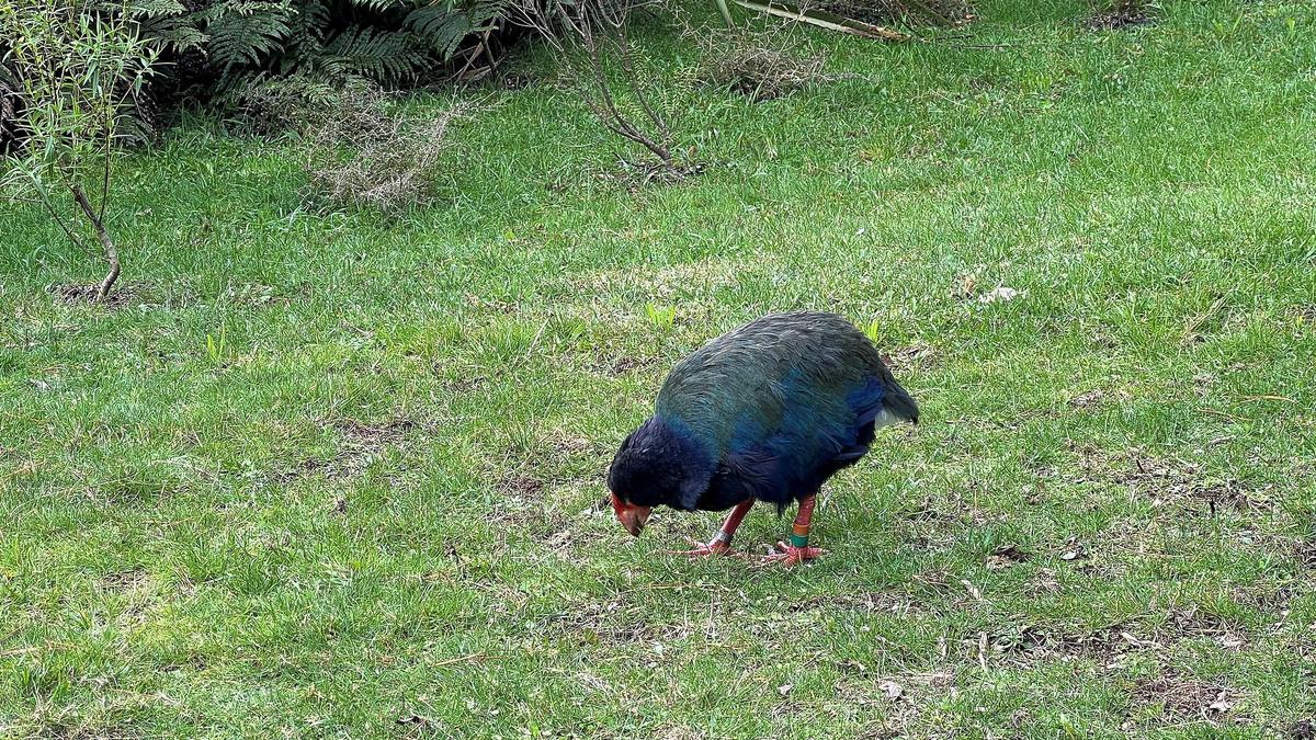 New Zealand detects H5 bird flu
