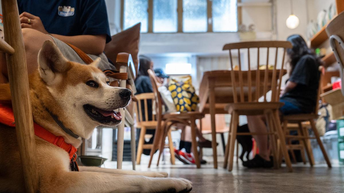 Hong Kong eateries welcome dogs inside as city relaxes dining restrictions