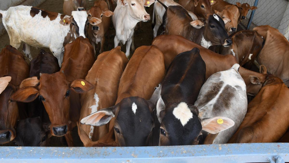 Supreme Court stays Madras HC order directing ban on cow slaughter in Tamil Nadu