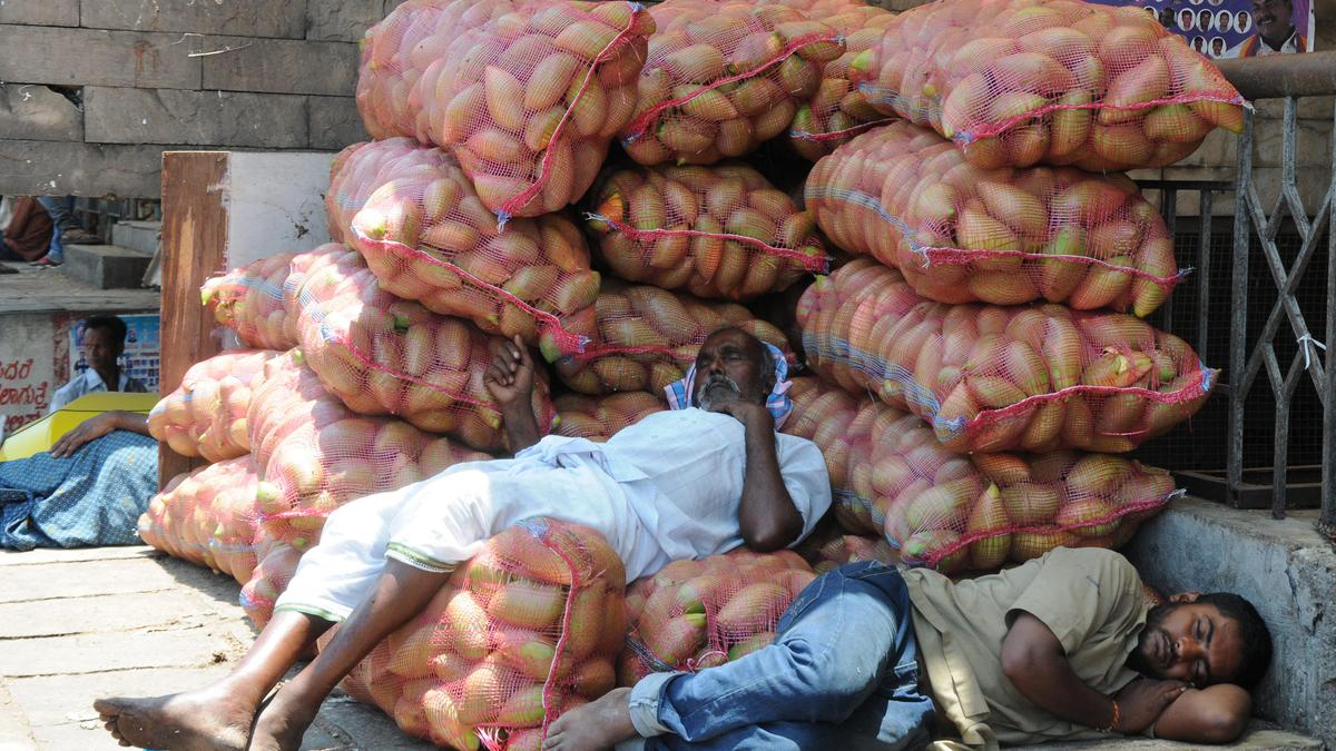 Totapuri mango farmers slip further into distress as price crash continues