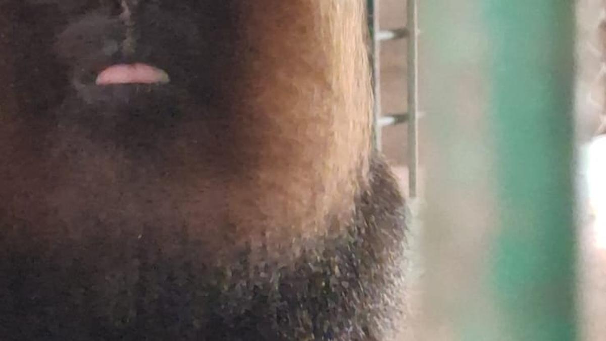 Thiruvananthapuram zoo welcomes Nilgiri langur baby