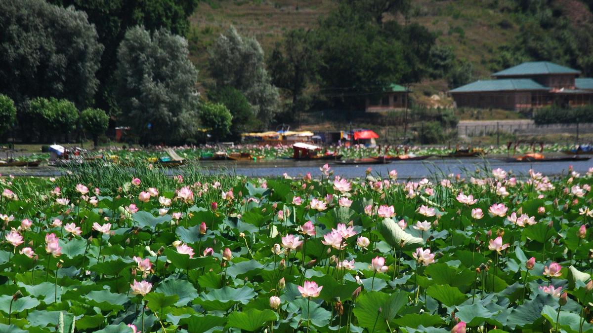 J&K’s Mansbal lake starts hosting migratory birds again