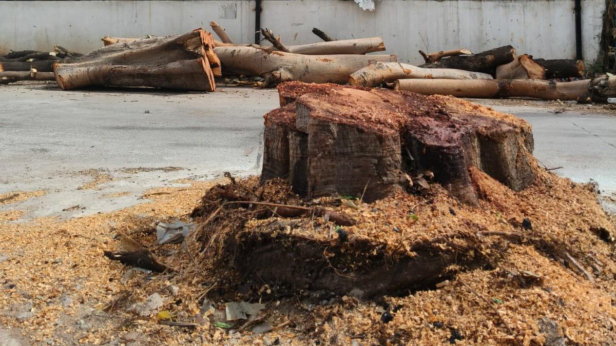Drunken brawl leads to chopping down of two fully grown trees in Hyderabad
