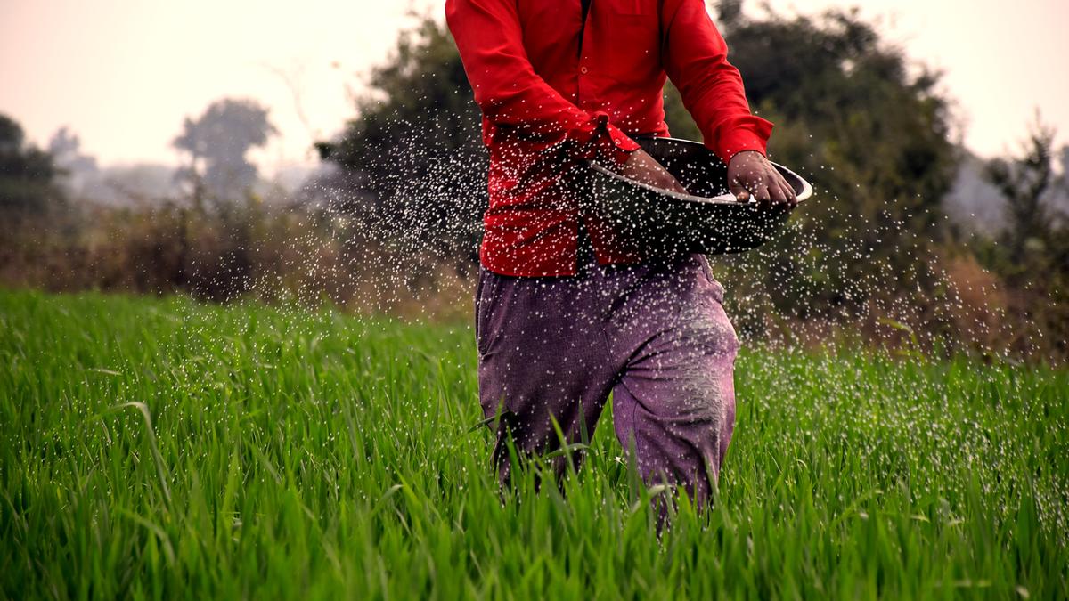 Agriculture activity picked up in Vizianagaram district with the incessant rains for the last three days