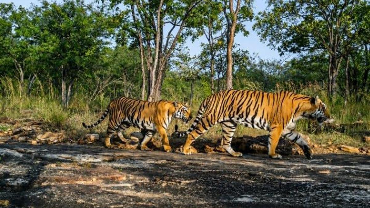 Government launches inquiry into recent tiger deaths in Srisailam Reserve