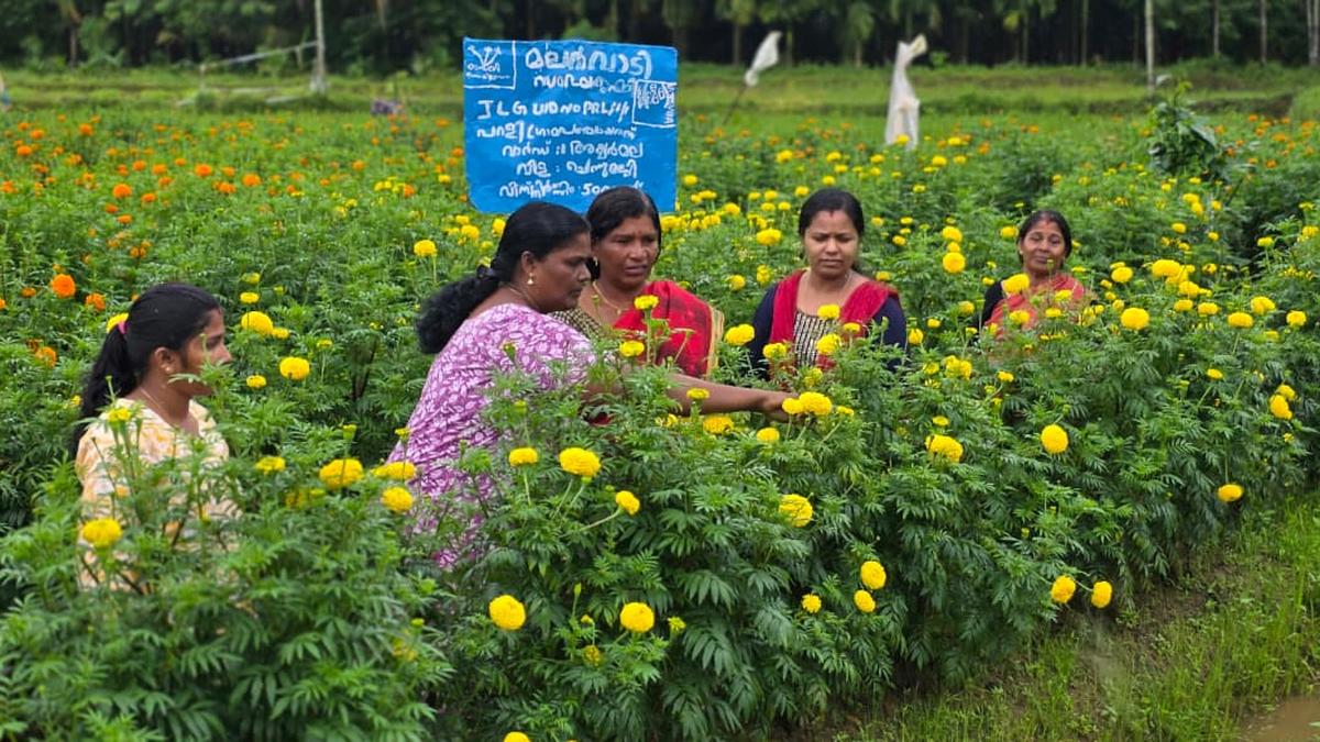 Kerala’s Kudumbashree farm groups surpass target for Onam vegetable cultivation