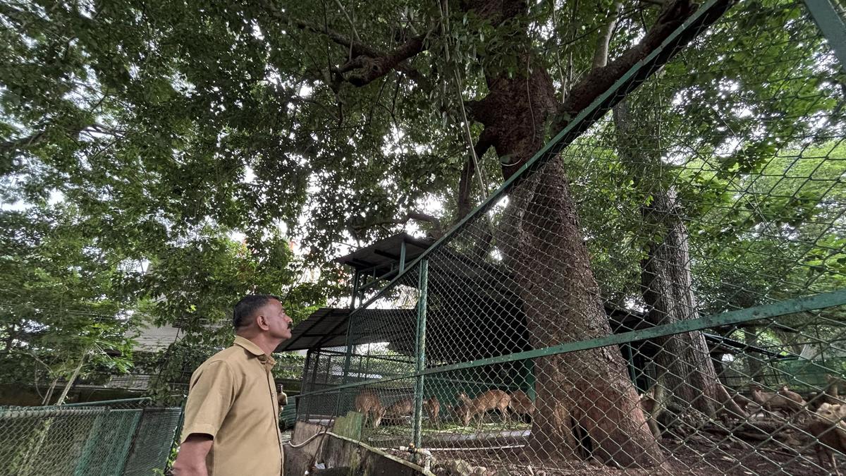 Thiruvananthapuram zoo set to protect old Arara nut-tree