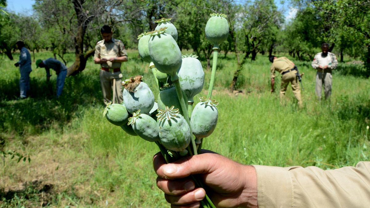 Opium farmers demand more farming licences, ₹1 lakh per kg